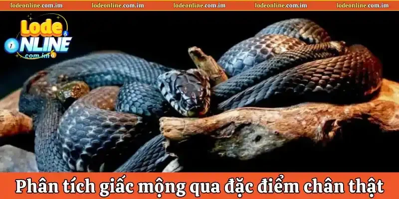 Phân&nbsp; tích giấc mộng dựa trên đặc điểm chân thật